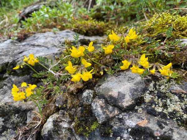 Yellow flowers