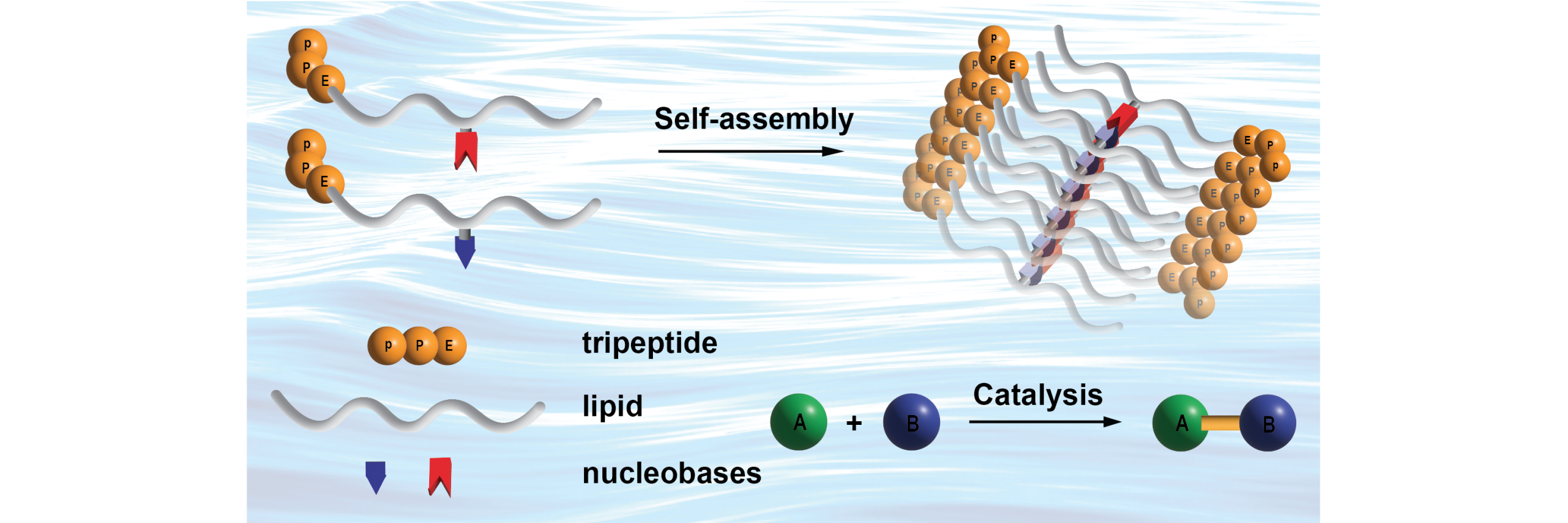 TOC Nucleobase assembly