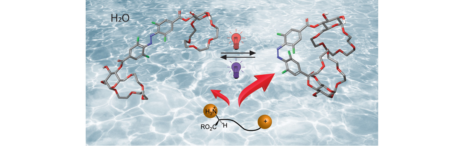 TOC photo-controlled binding of amino acid esters in water