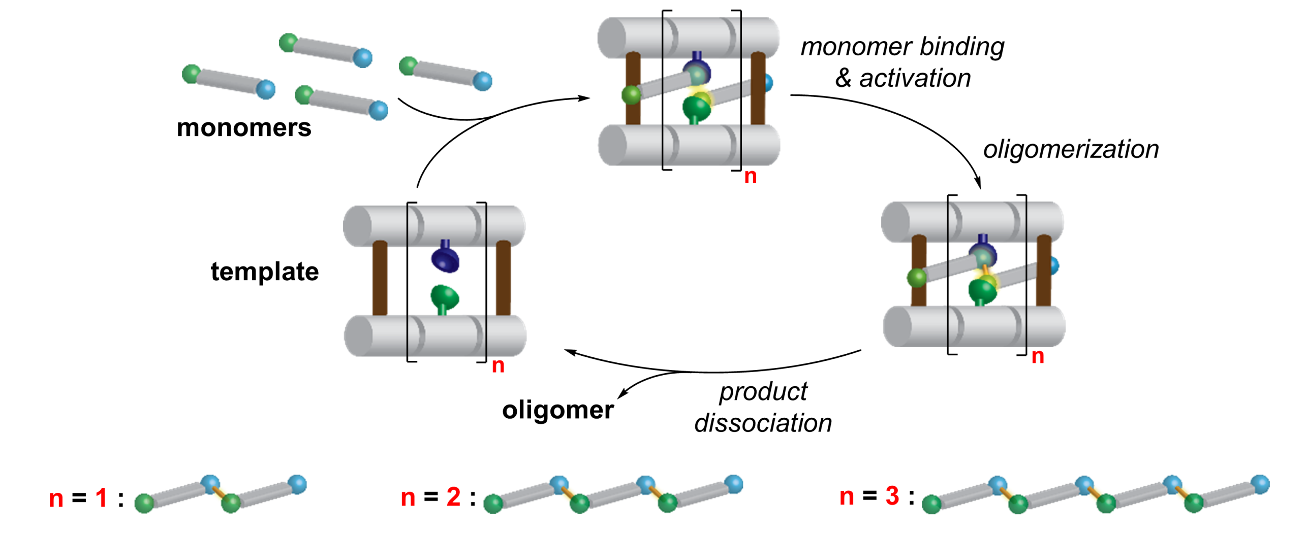 templated catalysis